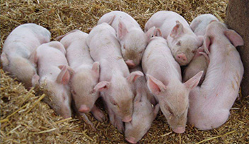 寧波科瑞特入選豬e網(wǎng)2014信得過企業(yè)人氣評(píng)選獸藥企業(yè)口碑五十強(qiáng)