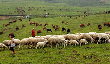 中央財(cái)政畜牧業(yè)提升項(xiàng)目檢查組高度評(píng)價(jià)寧波科瑞特畜牧養(yǎng)殖場項(xiàng)目